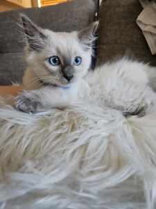 Pure-bred male kitten blue point
