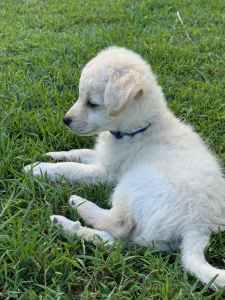 Casper - Fluffy Chihuahua X Poodle puppy ( Choodle) Ready to go now!