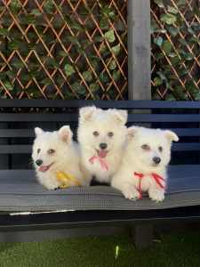 Purebred Japanese Spitz Puppies 