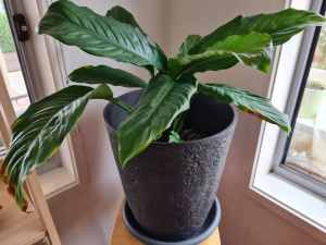 Indoor plant peace lily $20