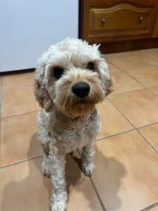 Toy Cavoodle (Female 1 year old) Seeking for a Loving Home!