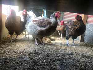 I have 6 Wyandotte hens and 3 roosters for sale