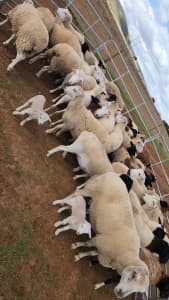 Wiltshire & Dorper sheep 