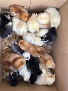 2 Wk old 200 unsexed commercial layer chickens avail