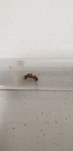 Queen Ants - Opisthopsis rufithorax