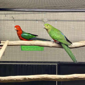 King Parrots breeding pair