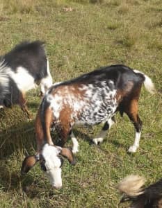 2 registered Australian miniature goat does.