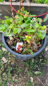 Raspberry Plant Inc big pot (make an offer)
