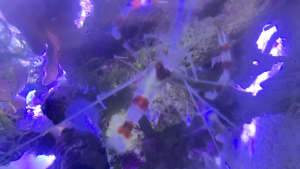 Coral banded shrimp