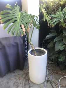 FREE monstera deliciosa and bird of paradise plants and white pots
