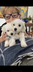 Maltese puppy. One Male available. Beautiful breed. 
