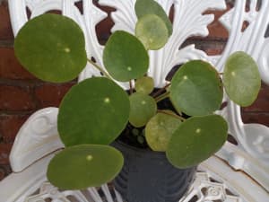 Chinese Money Plant ( Pilea Peperonioides)