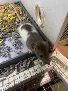 Baby rats/adolescent rats/ adult rats for sale