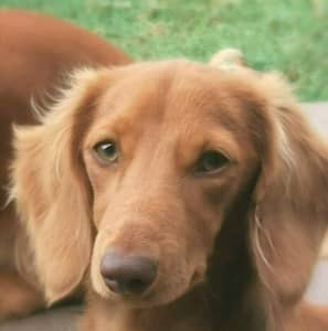 Miniature Dachshund Red EE Long Haired 5 Months Old