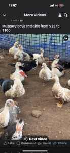 DUCKS, TURKEYS, GEESE, ROOSTERS, HENS AND MORE
