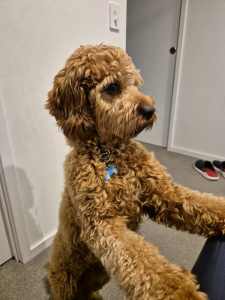 F1 CAVOODLE MALE with pedigree papers 