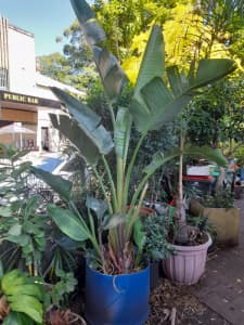 Banana Palm in 100litre pot 