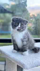 Beautiful Sweet Female British Shorthair cross Scottish Fold Kitten