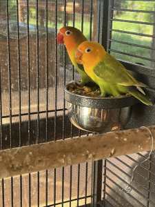 Love bird pair. only about 6-8 months old.