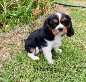 Cavalier King Charles pups with pedigree papers 8 weeks old