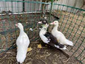 3 Muscovy juvenile ducks