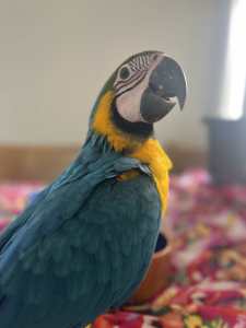 HAND RAISED BLUE AND GOLD MACAW