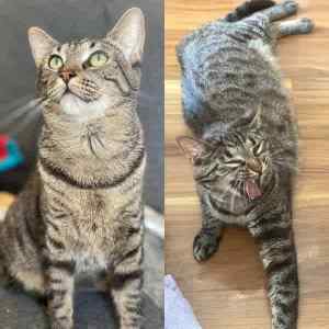 Furball & Fuzzy- Perth Animal Rescue inc vet work cat/kitten