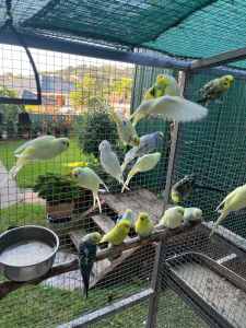 BUDGIES For Sale