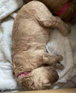 RED GROODLE coming & CHOC MINI LABRADOODLE WAITLIST 