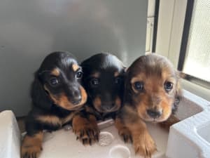 Pure Dachsund longhair puppies
