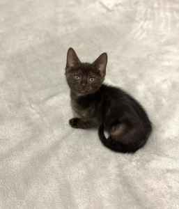 UNIQUE CHARCOAL RESCUE KITTEN WITH GREY UNDERCOAT