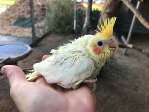 Cockatiel babies - Text only please