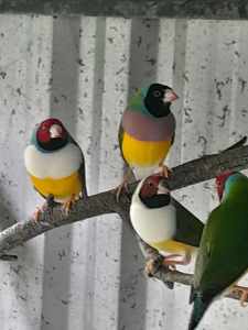Gouldian finches $25