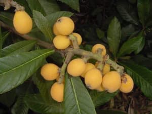 Fruit trees and garden plants for sale !