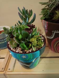 Hand painted double glazed terracotta pots full of succulents