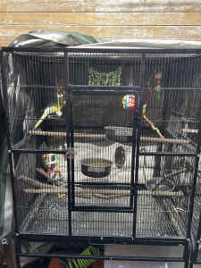 LARGE Bird cage and birds for Sale