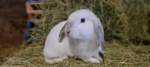 Baby male mini lop bunny REDUCED 🐰