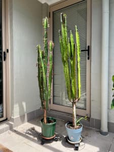 Massive Euphorbia Trigona Rubra Cactus/succulents X2