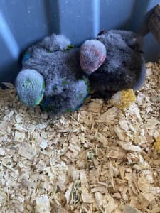 Baby Eclectus Parrot’s 