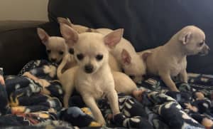 Male chihuahua puppy for sale