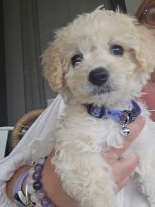 Cavoodle Girl Ready NOW