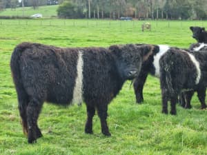 Belted Galloway X Heifers