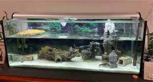 Full Set up for turtle or fish tank