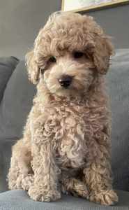 Purebred TOY POODLE Pup - READY NOW 