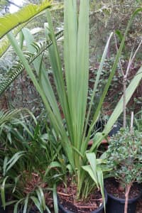 Doryanthes excelsa Gymea Lily Large Advanced Specimens 