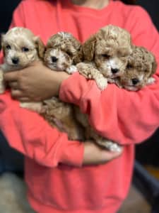 small breed puppies for sale in my area