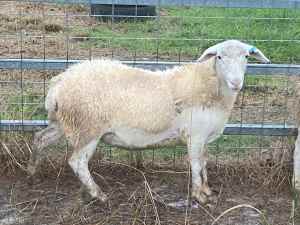 Sheep - Dorper Lambs