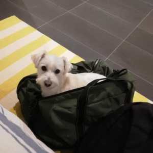Maltese Terrier (12yo), great companion, needs new home