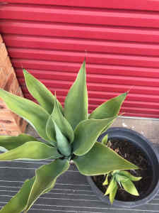 URGENT!! Awesome Mature AGAVE w 3 Pups (extra plants) - SELL $25 Neg!!