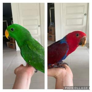 Eclectus Parrot (Male and Female)